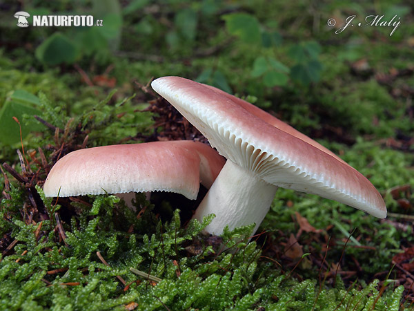 Bare-toothed Brittlegill Mushroom (Russula vesca)