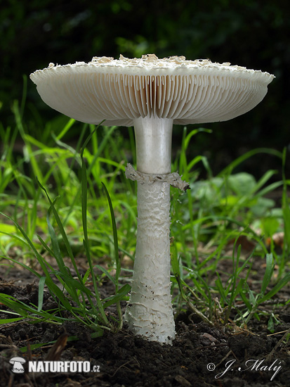 Barefoot Amanita Mushroom (Amanita vittadinii)