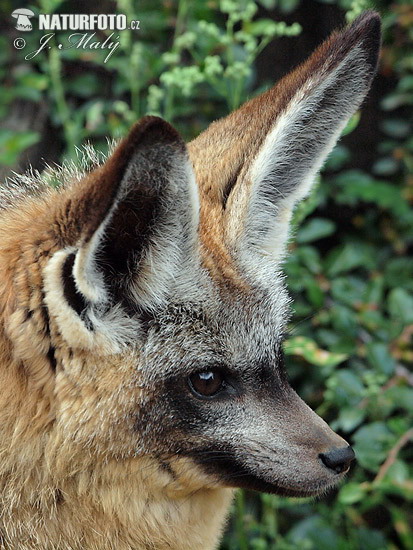 Bat-eared Fox (Otocyon megalotis)