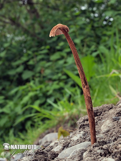 Battarrea phalloides