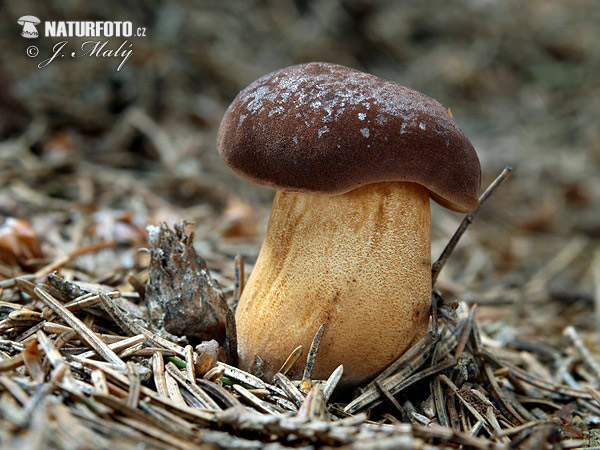 Bay Bolete Mushroom (Boletus badius)