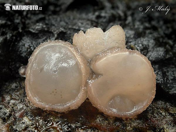 Beech Jellydisc Mushroom (Neobulgaria pura var.pura)