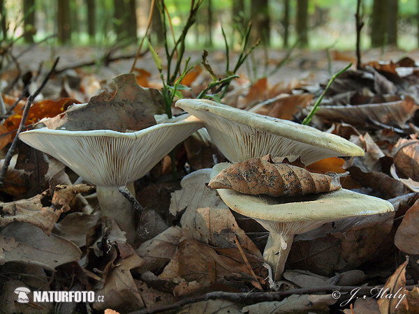 Beech Milkcap Mushroom (Lactarius blennius)