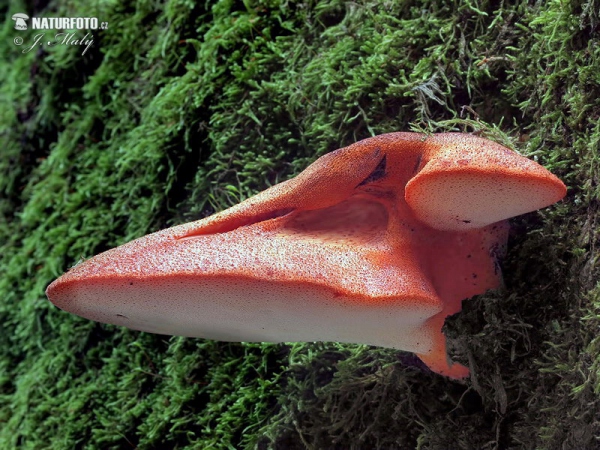 Beefsteak Fungus Mushroom (Fistulina hepatica)