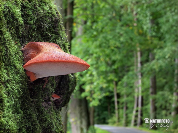 Beefsteak Fungus Mushroom (Fistulina hepatica)