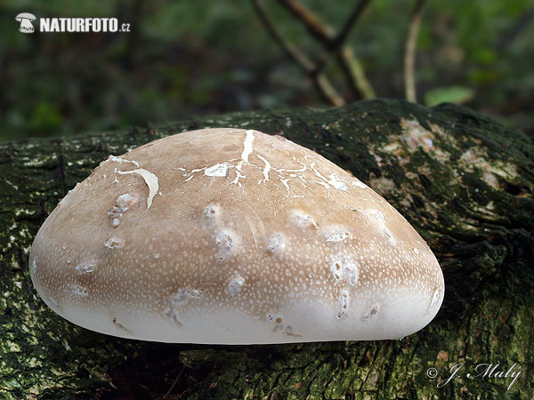 Birch Polypore Mushroom (Piptoporus betulinus)