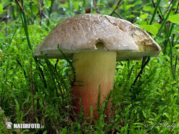 Bitter Beech Bolete Mushroom (Caloboletus calopus)