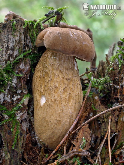 Bitter Bolete Mushroom (Tylopilus felleus)