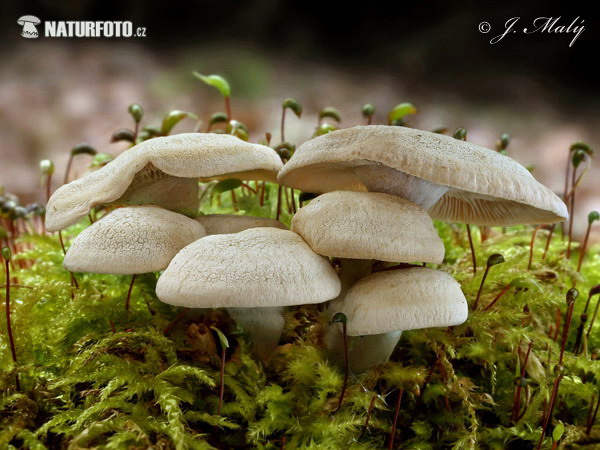Bitter Oysterling Mushroom (Panellus stipticus)