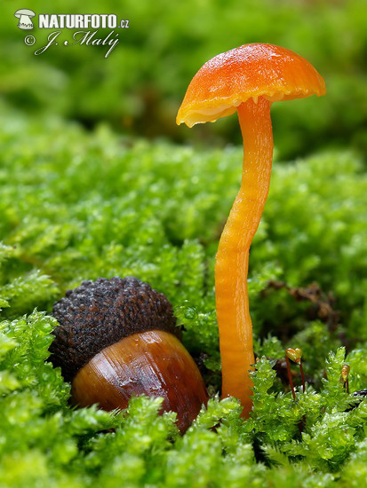 Bitter Waxcap Mushroom (Hygrocybe mucronella)