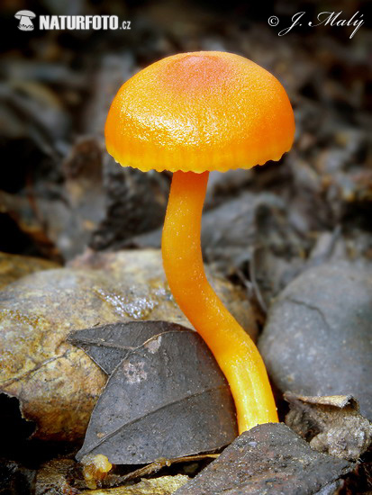 Bitter Waxcap Mushroom (Hygrocybe mucronella)