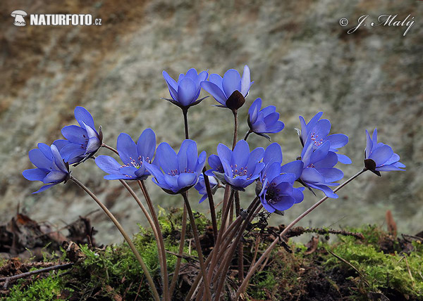 Blå anemone - Leverurt