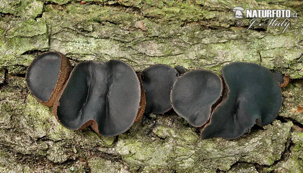 Black Bulgar Mushroom (Bulgaria inquinans)