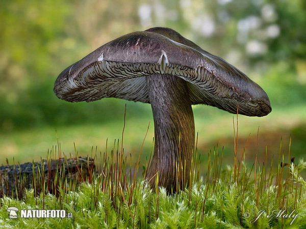 Black-edged Pluteus Mushroom (Pluteus atromarginatus)