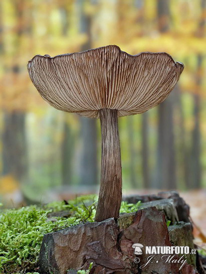 Black-edged Pluteus Mushroom (Pluteus atromarginatus)