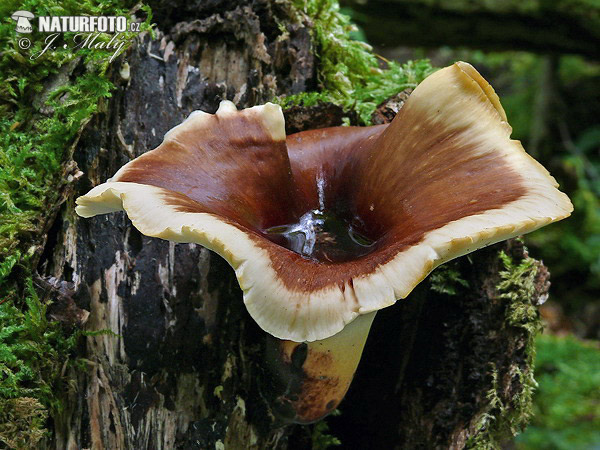 Black-footed Polypore Mushroom (Royoporus badius)