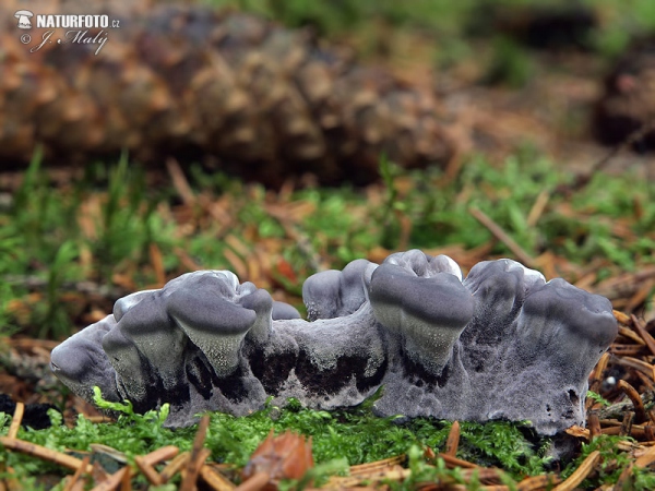 Black Tooth Mushroom (Phellodon niger)