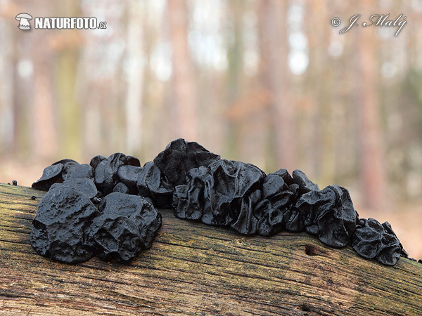 Black Witches' Butter Mushroom (Exidia nigricans)