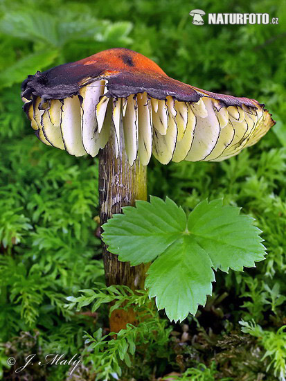 Blackening Waxcap Mushroom (Hygrocybe conica)