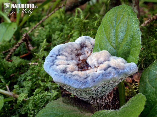 blauwgestreepte stekelzwam