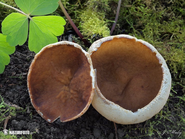 Bleach Cup Mushroom (Disciotis venosa)