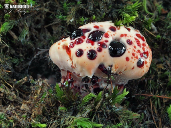 Bleeding tooth fungus Mushroom (Hydnellum peckii)