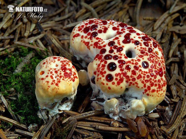 Bleeding tooth fungus Mushroom (Hydnellum peckii)