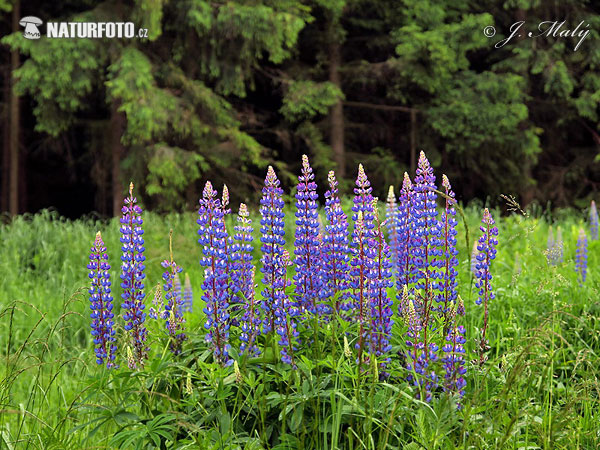 Blomsterlupin