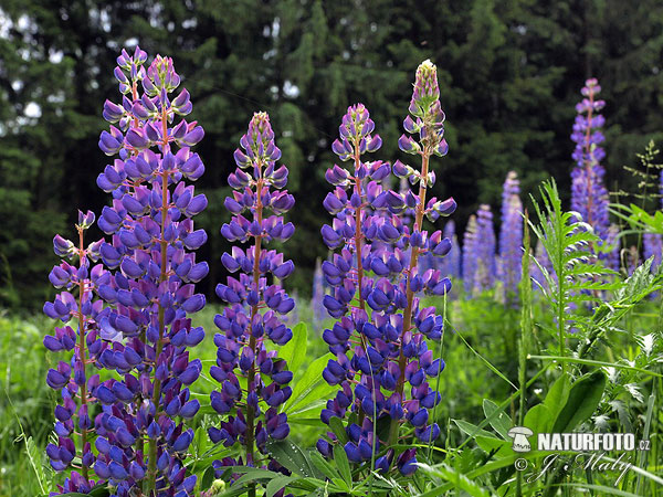 Blomsterlupin