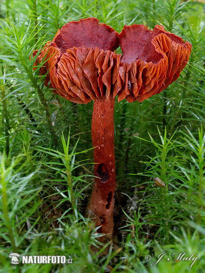 Bloodred Webcap Mushroom (Cortinarius sanguineus)