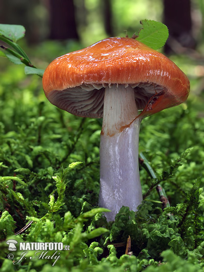 Blue-girdled Webcap Mushroom (Cortinarius collinitus)