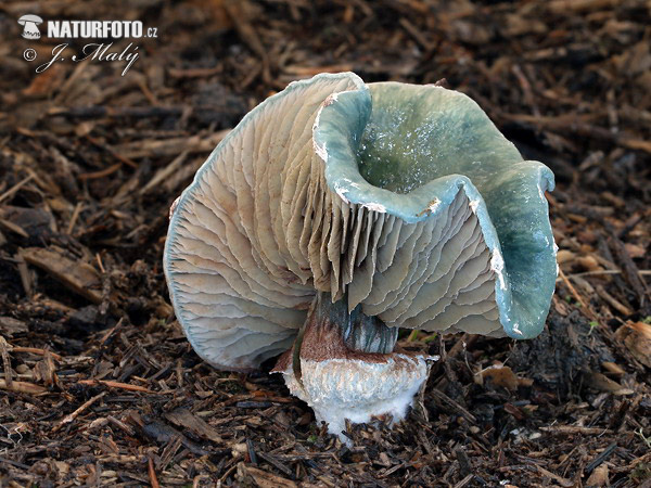 Blue Roundhead Mushroom (Stropharia caerulea)