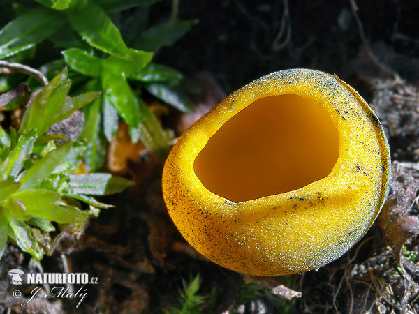 Blue - Staining Cup Mushroom (Caloscypha fulgens)