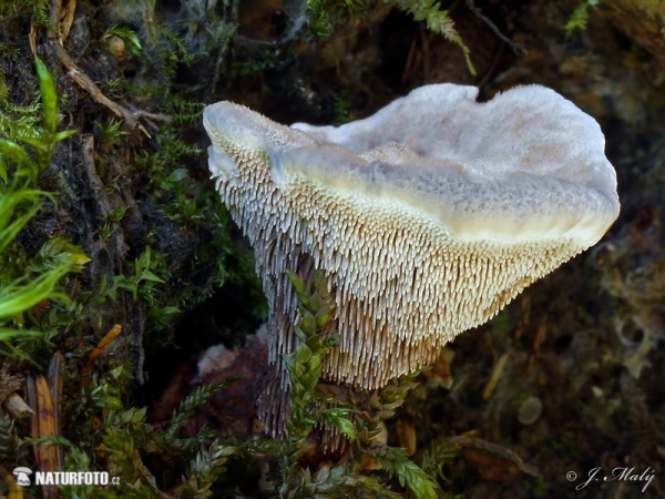 Blue Tooth Mushroom (Hydnellum caeruleum)
