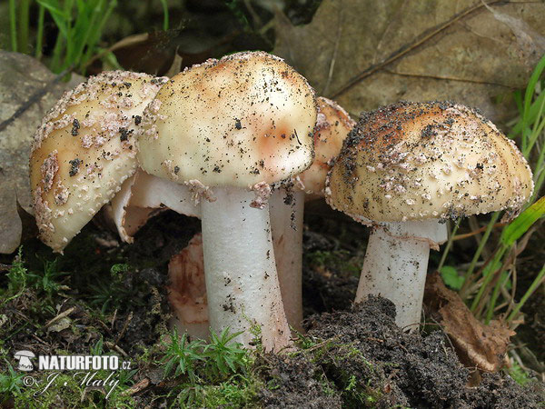 Blusher Mushroom (Amanita rubescens)