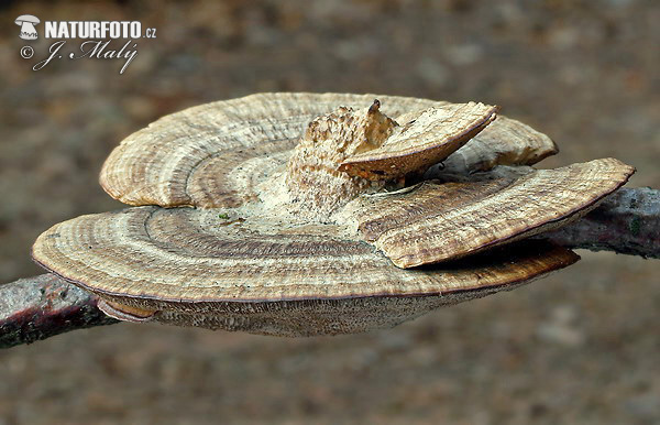 Blushing Bracket Mushroom (Daedaleopsis confragosa)