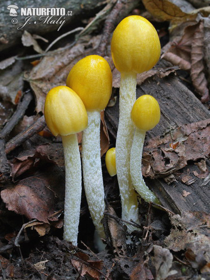 bolbitie jaune d'oeuf
