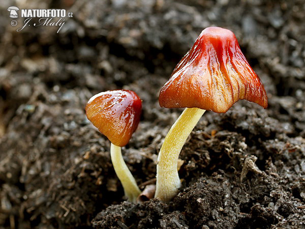 Bolbitius psittacinus