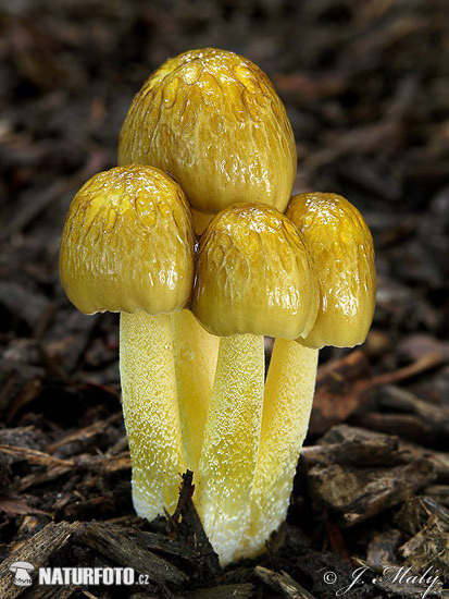 Bolbitius titubans var. olivaceus Mushroom (Bolbitius variicolor)