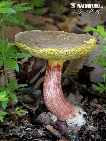 bolet à chair jaune