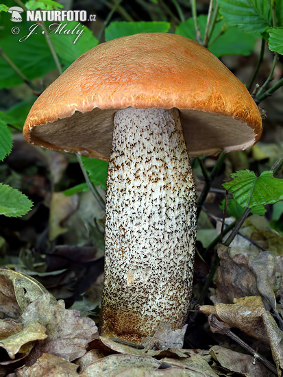 bolet orangé des chênes