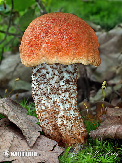 bolet orangé des chênes