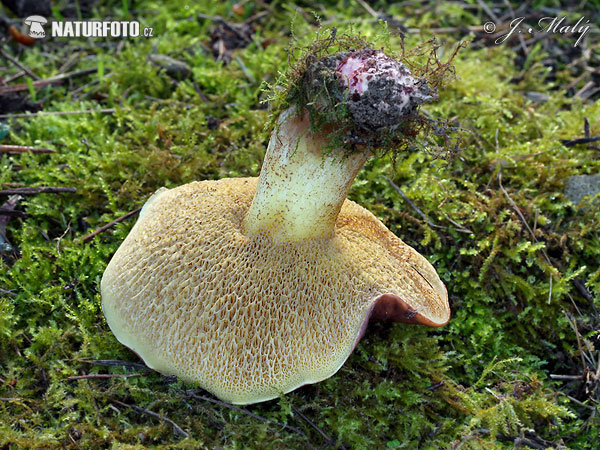 Bolete - Suillus collinitus Mushroom (Suillus collinitus)