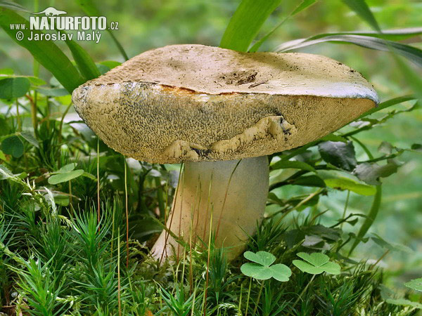 boleto camaleón azul