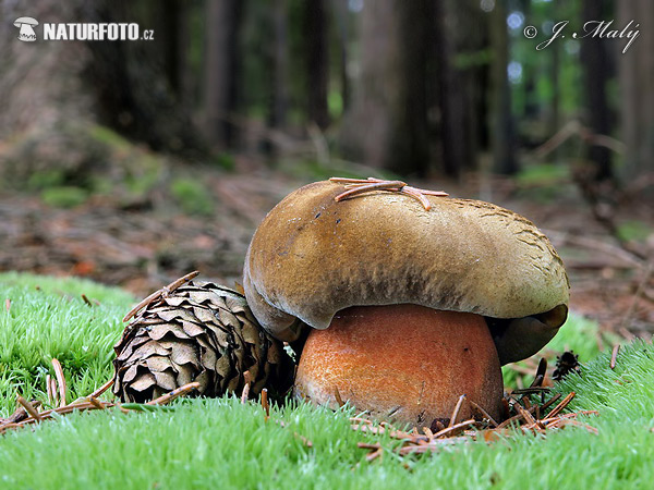 boleto dal piede rosso