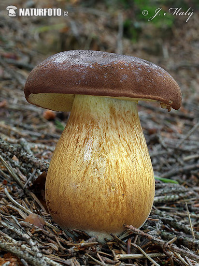 Boletus badius