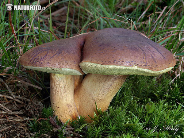 Boletus badius