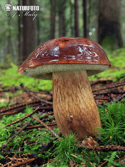 Boletus badius