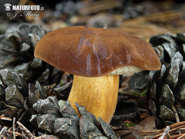 Boletus badius