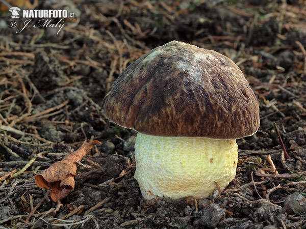 Boletus depilatus Mushroom (Hemileccinum depilatum)